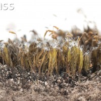 Heath Star-moss